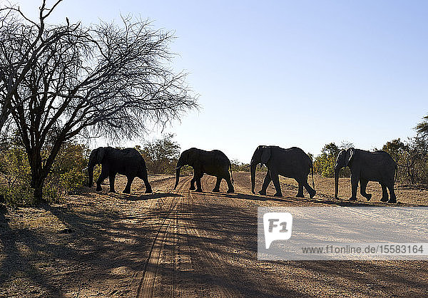 Elefanten überqueren unbefestigte Straße bei klarem Himmel im Bwabwata-Nationalpark  Namibia