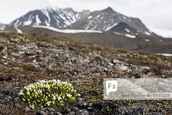 Europa  Arktis  Norwegen  Spitzbergen  Spitzbergen  Svalbard  Blick auf gefranste Sandkörner mit Berg im Hintergrund