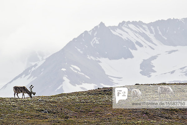 Europa  Norwegen  Spitzbergen  Spitzbergen  Spitzbergen  Rentiere  die auf Gras weiden