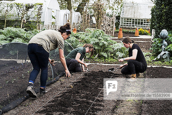 Drei Frauen arbeiten in einem Gemüsegarten auf einem frisch angelegten Erdbett.