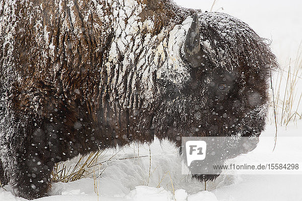 Snow covered buffalo