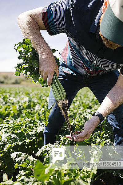 Man harvesting vegetable in crop field