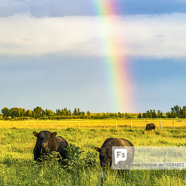 Stiere im Feld mit Regenbogen in Picabo  Idaho  USA