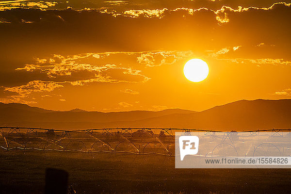 Bewässerung eines Feldes bei Sonnenuntergang in Picabo  Idaho  USA