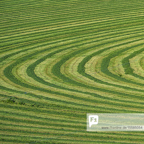 Field cut in curved shape in Picabo  Idaho  USA
