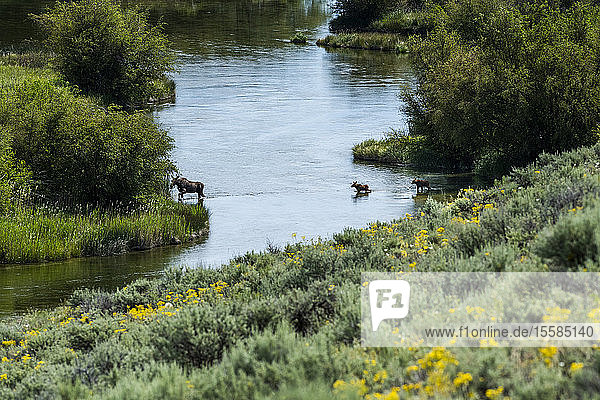 Elch beim Überqueren des Flusses in Picabo  Idaho  USA
