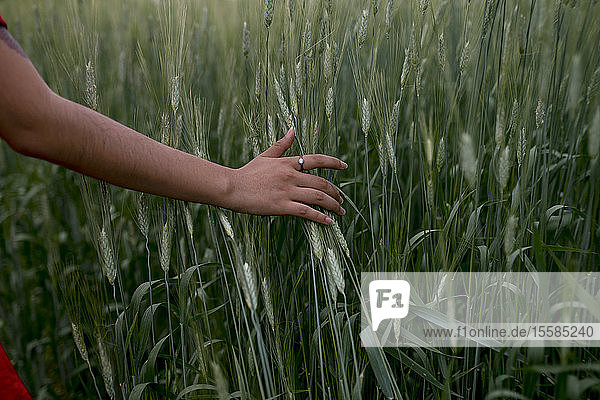 Hand der Frau berührt Weizen