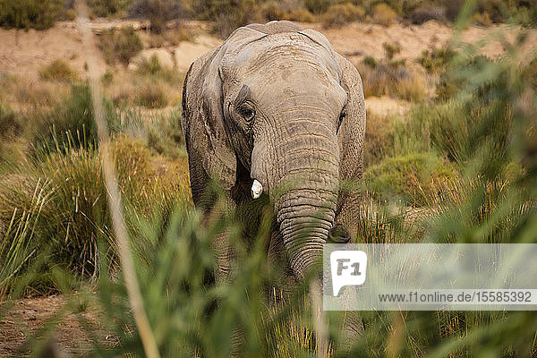 Elefanten weiden im Naturschutzgebiet  Touws River  Westkap  Südafrika