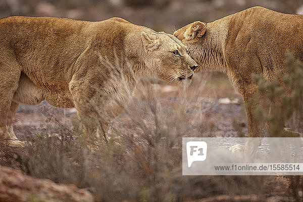Bindung zweier Löwen im Naturschutzgebiet  Touws River  Western Cape  Südafrika