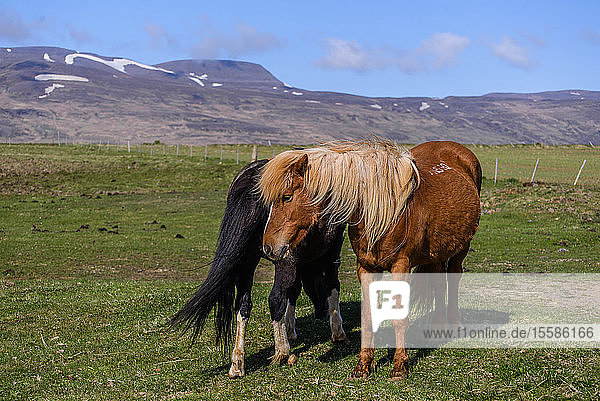 Zwei Isländerpferde in der Landschaft  ReykjavÃk  Gullbringusysla  Island