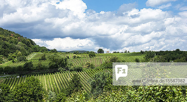 Reihen von Weinstöcken in Weinbergen  Weinbaugebiet Pfalz  Rheinland-Pfalz  Deutschland