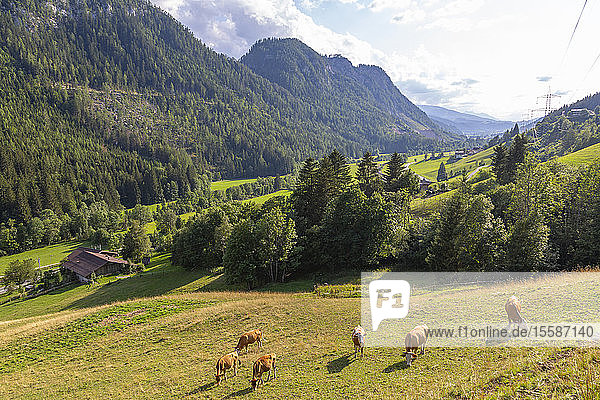 Blick auf Berge und Vieh bei Schladming  Schladming  Steiermark  Österreichisches Tirol  Österreich