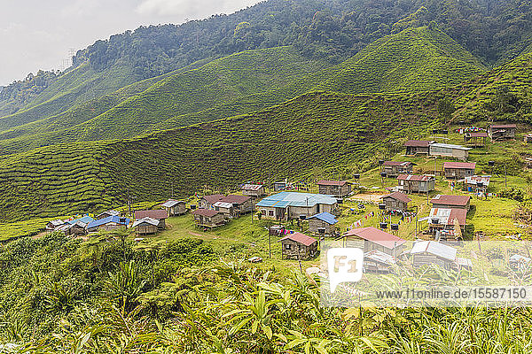Ein lokales Dorf inmitten von Teeplantagen in den Cameron Highlands  Pahang  Malaysia