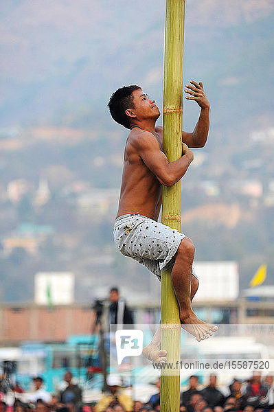 Naga man climbing bamboo pole in contest between tribes at Naga Festival  Senapati  Manipur  India
