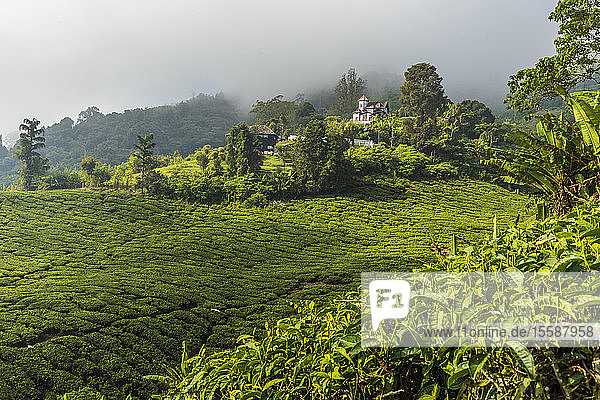 A tea plantation in Cameron Highlands  Pahang  Malaysia