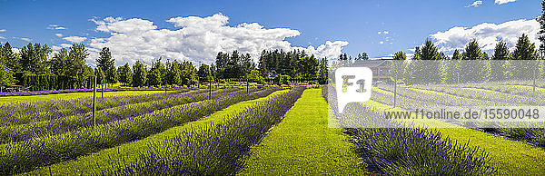 Panoramabild einer Lavendelfarm im Okanagan Valley; British Columbia  Kanada
