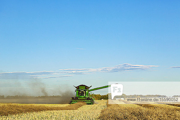 A farmer driving a combine with a full load ready to transfer with the auger arm extended during a Canola harvest; Legal  Alberta  Canada