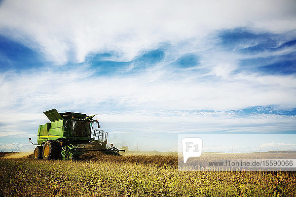 Side view of a farmer driving a combine during a canola harvest; Legal  Alberta  Canada