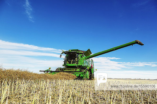 A farmer driving a combine with a full load ready to transfer with the auger arm extended during a Canola harvest; Legal  Alberta  Canada