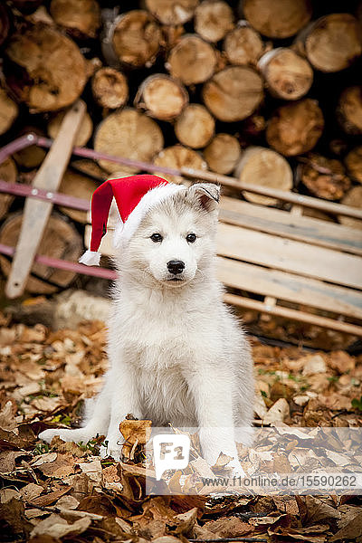 Portait Ein Siberian Husky Welpe trägt eine rote Weihnachtsmannmütze mit Schlitten und Holzhaufen im Hintergrund  Alaska  Herbst