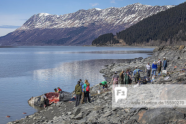 Scientists and subsistence hunters harvest meat and also parts for study of this Gray whale that was found beached on the shores of Turnagain Arm  South-central Alaska; Alaska  United States of America