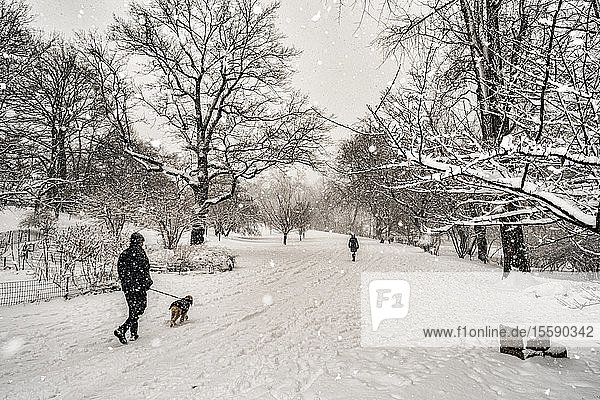 Fußgänger und ein Hund spazieren auf dem schneebedeckten Weg während eines Schneefalls im Central Park; New York City  New York  Vereinigte Staaten von Amerika