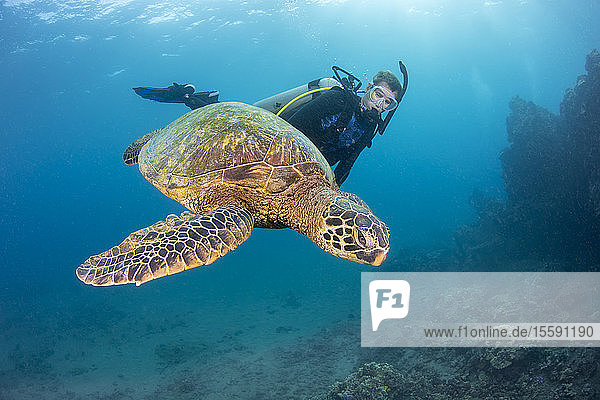 Green sea turtle (Chelonia mydas) and diver; Hawaii  United States of America