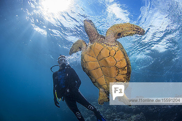 Grüne Meeresschildkröte (Chelonia mydas) und Taucher; Hawaii  Vereinigte Staaten von Amerika