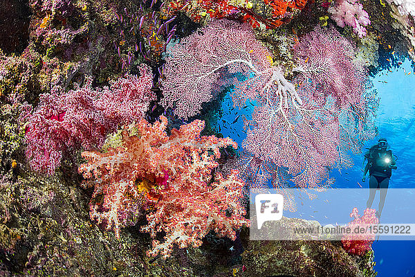 Diver with gorgonian and alcyonarian coral; Fiji.