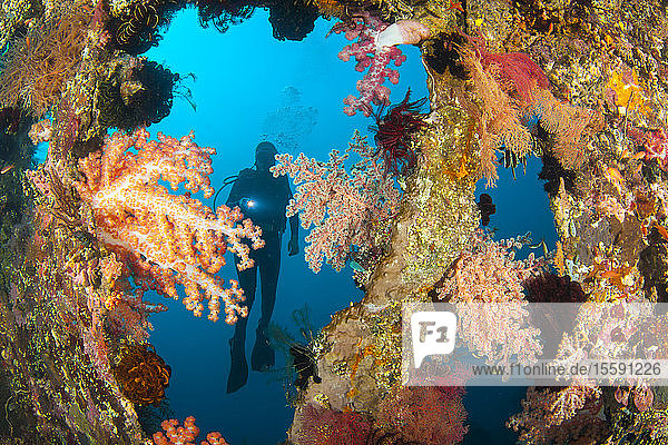 A diver exploring the coral encrusted Liberty wreck; Tulamben  Bali  Indonesia.