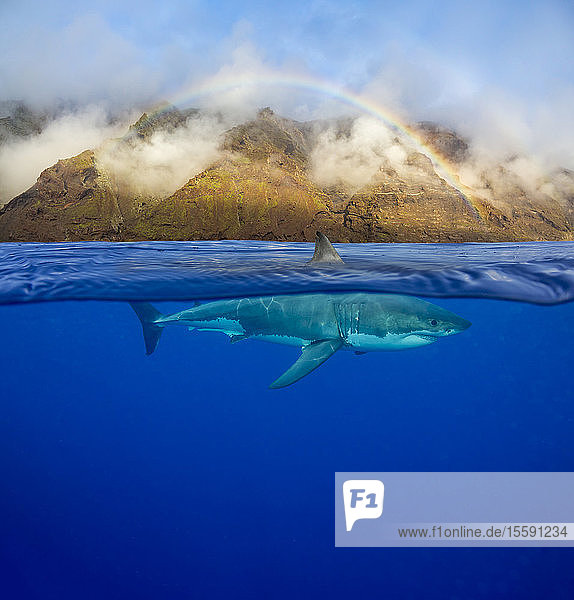 Dieser Weiße Hai (Carcharodon carcharias) wurde unter einem frühmorgendlichen Regenbogen vor Guadalupe Island  Mexiko  fotografiert. Drei Bilder wurden für dieses endgültige Foto halb oben  halb unten kombiniert; Guadalupe Island  Mexiko
