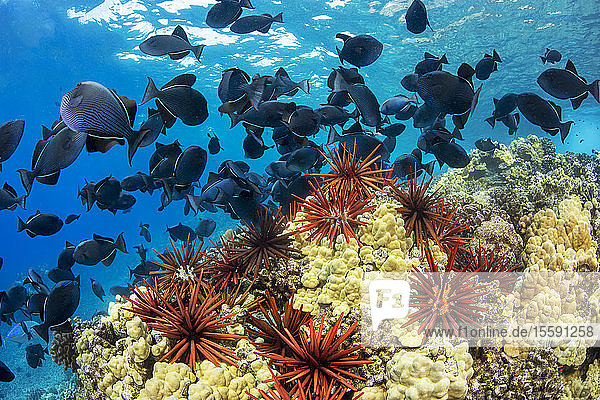Slate pencil sea urchins (Heterocentrotus mammillatus) colour the foreground of this Hawaiian reef scene with black triggerfish (Melichthys niger). They are also known as black durgon; Hawaii  United States of America