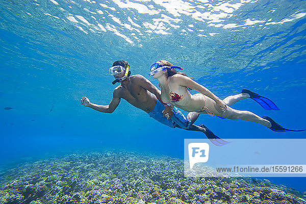 Ein junges Paar beim Freitauchen vor der Insel Maui; Maui  Hawaii  Vereinigte Staaten von Amerika