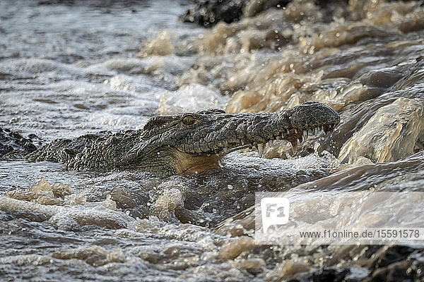 Nahaufnahme eines Nilkrokodils (Crocodylus niloticus) beim Fischen unter einem Wasserfall  Grumeti Serengeti Tented Camp  Serengeti National Park; Tansania