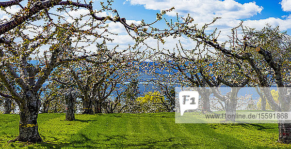 Blühender Kirschgarten im Frühling  Okanagan; British Columbia  Kanada