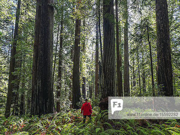 Ein Mann steht in den Redwood-Wäldern von Nordkalifornien. Die Bäume sind massiv und ragen in den Himmel; Kalifornien  Vereinigte Staaten von Amerika