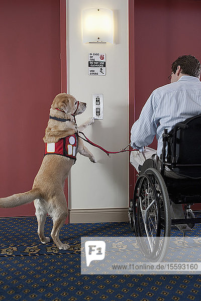 Ein Diensthund drückt den Knopf für den Aufzug mit einem Mann im Rollstuhl  der eine Rückenmarksverletzung hat