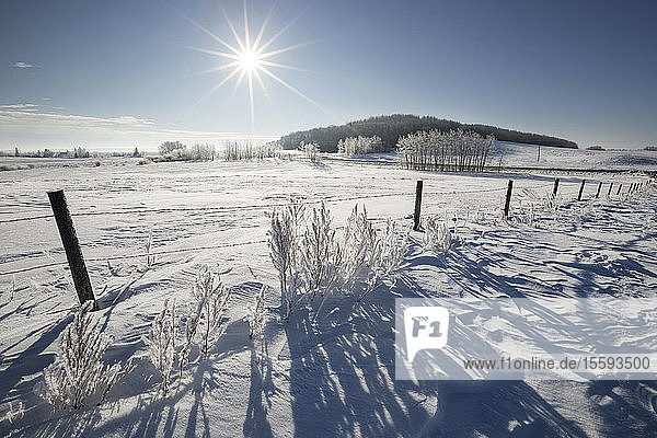 Raureif auf Bäumen um ein schneebedecktes Feld mit blauem Himmel und Sonnenstrahlen  in der Nähe von Winnipeg; Manitoba  Kanada