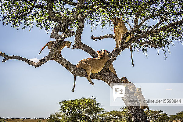 Zwei Löwinnen und drei Jungtiere (Panthera leo) liegen in einem Baum  Grumeti Serengeti Tented Camp  Serengeti National Park; Tansania