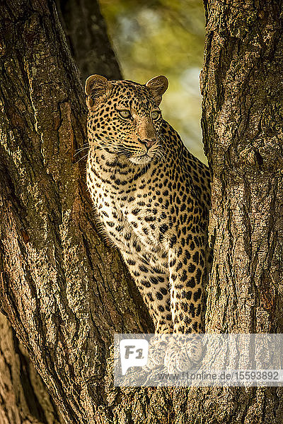 Leopard (Panthera pardus)  der aus einer Baumgabelung herausschaut  Grumeti Serengeti Tented Camp  Serengeti National Park; Tansania