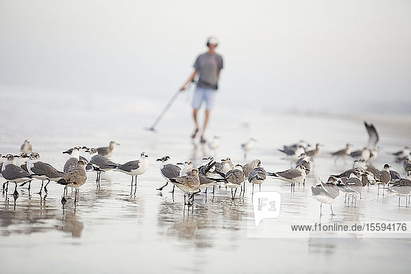 Flock of terns on the beach with a man holding a metal detector in the background