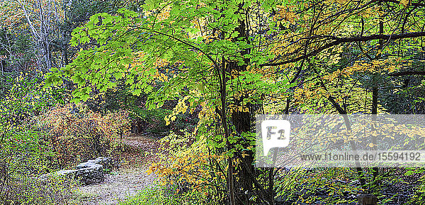 Bäume im Herbst  Broadmoor Wildlife Sanctuary  Natick  Massachusetts  USA