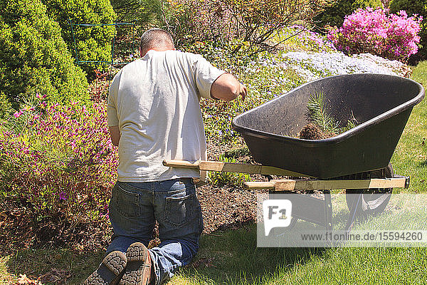 Landscaper with wheelbarrow weeding a flower garden