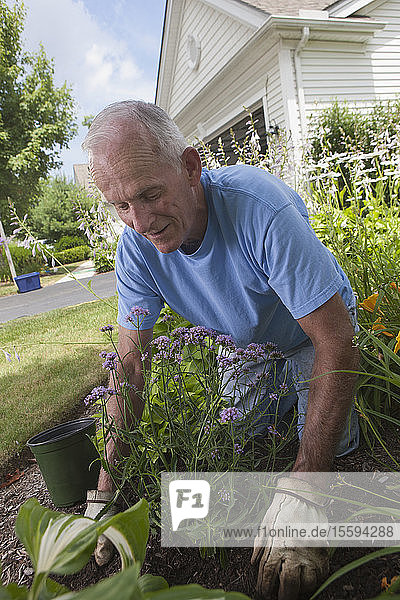 Ein älterer Mann bereitet sich darauf vor  Blumen in seinem Garten zu pflanzen