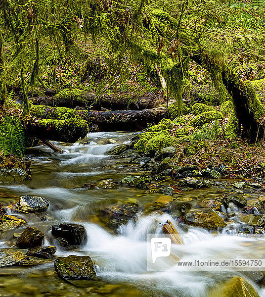 Bach  der über Felsen durch einen üppigen Wald mit moosbewachsenen Felsen und Bäumen fließt; Maple Ridge  British Columbia  Kanada