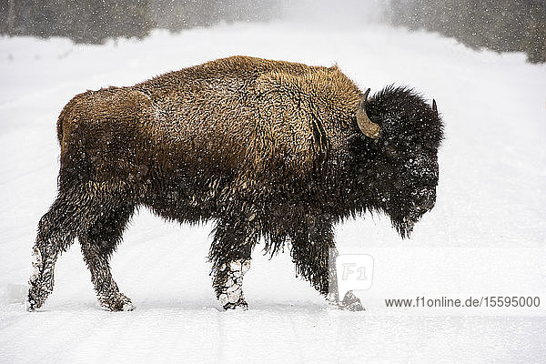 American Bison bull (Bison bison) walking through snowstorm in the Firehole River Valley  Yellowstone National Park; Wyoming  United States of America