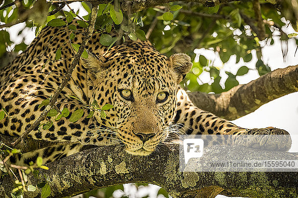 Ein männlicher Leopard (Panthera pardus) liegt auf einem mit Flechten bedeckten Ast und schaut nach unten. Er hat ein braunes  geflecktes Fell  Schnurrhaare und grüne Augen  Maasai Mara National Reserve; Kenia