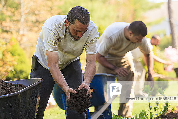 Landschaftsgärtner bringen Mulch aus Schubkarren in einen heimischen Blumengarten ein