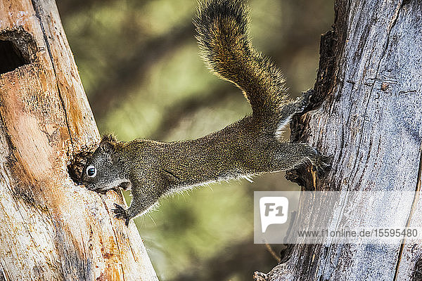 Amerikanisches Rotes Eichhörnchen (Tamiasciurus hudsonicus)  ausgestreckt zwischen zwei Bäumen; Silver Gate  Montana  Vereinigte Staaten von Amerika