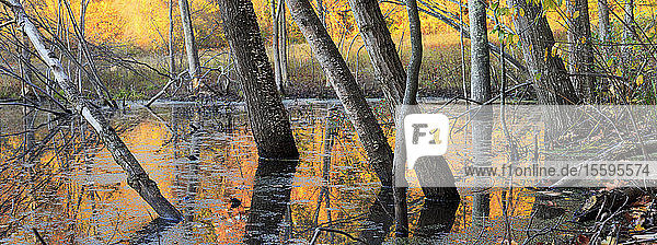 Bäume im Feuchtgebiet im Herbst  Broadmoor Wildlife Sanctuary  Natick  Massachusetts  USA